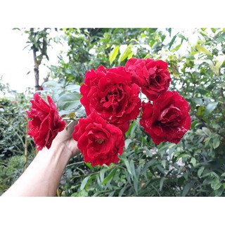 Cây giống Hồng leo cổ hải phòng giống hồng leo có màu đỏ nhung, bầu rễ khỏe mạnh nhanh ra hoa - Trang Flower