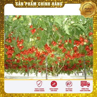 Cà Chua Bạch Tuộc ( Cà chua leo giàn) 04 hạt