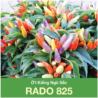 Hạt giống ớt kiểng ngũ sắc rạng đông _0.2gr