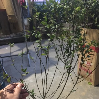 Cây giống nhất chị mai nhỏ