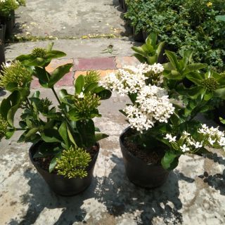Cây 🌲 Trang Mỹ trắng... trắng lá to đang hoa