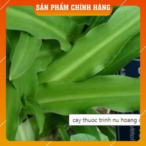 [Freeship] TRINH NỮ HOÀNG CUNG Dược liệu khắc tinh của U xơ tử cung túi túi 1kg