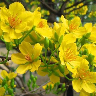 CÂY GIỐNG HOA MAI VÀNG TỨ QÚY, CÂY NHỎ