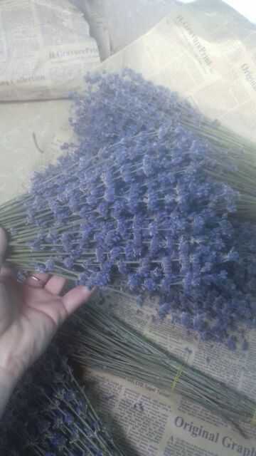 hoa lavender nhập pháp