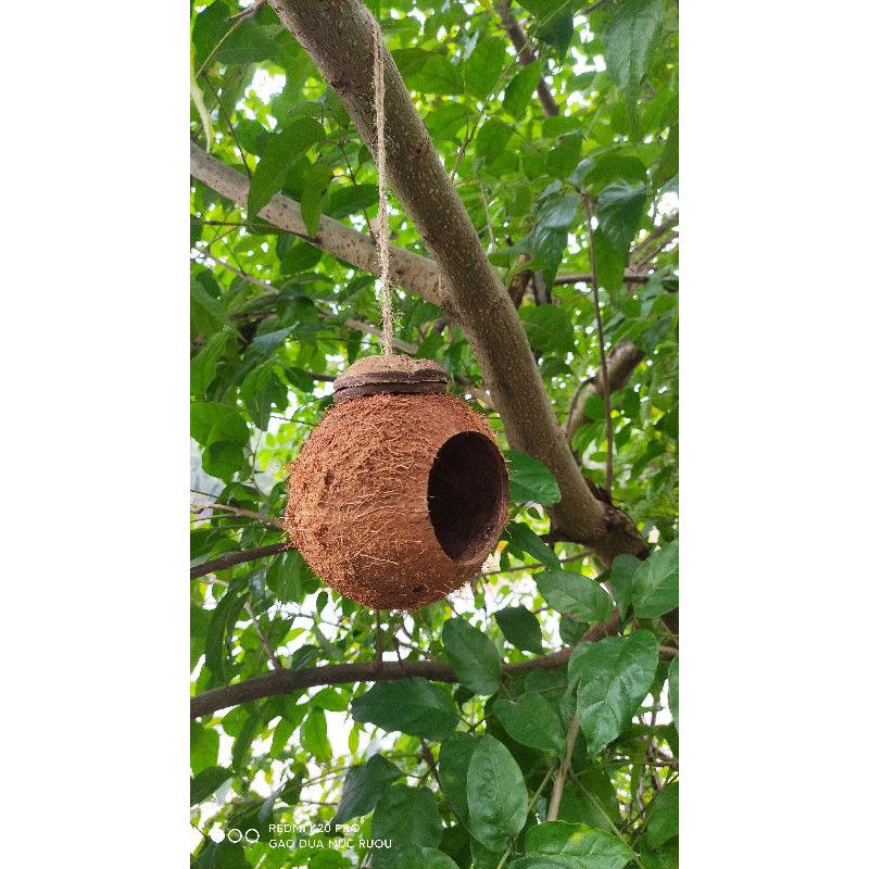 TỔ CHIM GÁO DỪA 4 THANG - TỔ TREO NUÔI SÓC