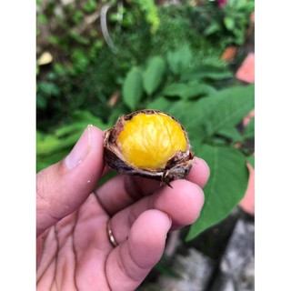 3kg Hạt Dẻ Trùng Khánh Cao Bằng cho khách