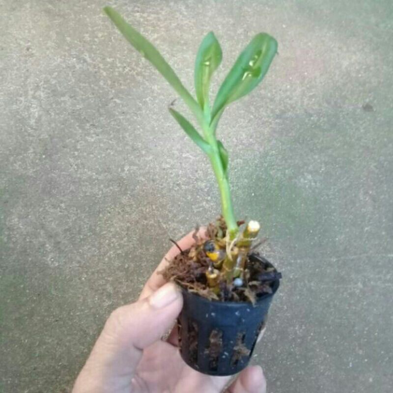 100 cốc mô trồng lan