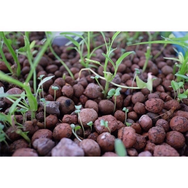 Sỏi nhẹ / đất sét nung/ giá thể trồng cây cảnh Size 1-2 cm ☘️ (ảnh thật)