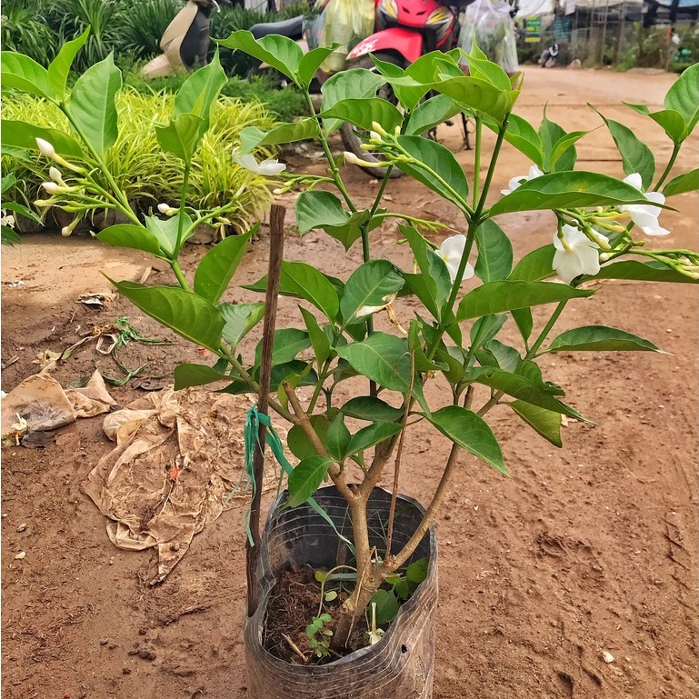 Cây ngọc bút  chiều cao 25-30cm cây khỏe nhiều nhánh sum suê hoa thơm thích hợp trang trí sân vườn