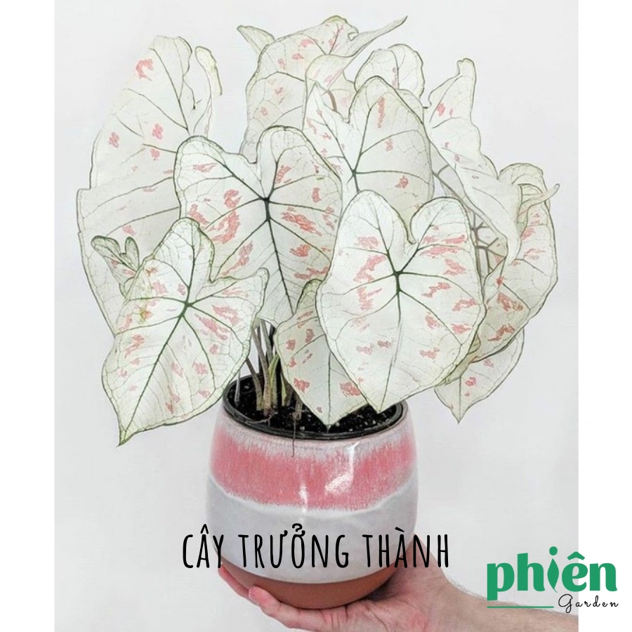 Cây Môn Dâu, Cây Caladium Strawberry Star đã thuần đất,khí hậu