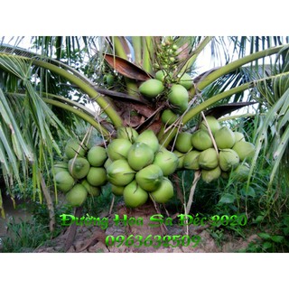 Cây Dừa Xiêm Xanh Lùn Giống Gặt Bến Tre