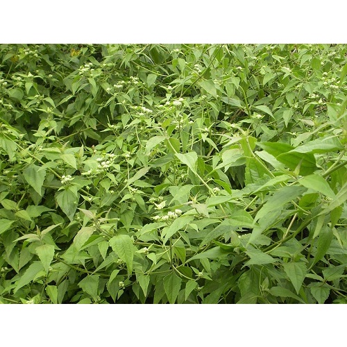 01Kg Cây Cộng Sản  Khô Chất 981SP