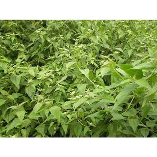 01kg cây cộng sản khô chất 981sp 982sp