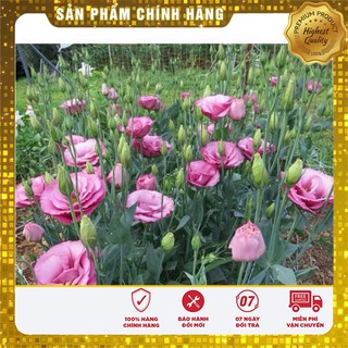Hạt Giống Hoa Cát Tường Mix( 5 hạt)