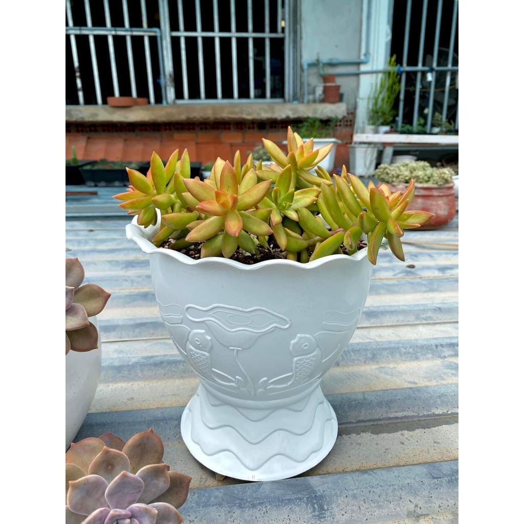 Chậu nhựa kiểu chân ly, hình sen cá trồng cây, hoa kiểng