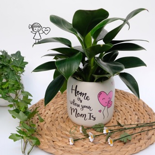 Đĩa lục bình trang trí, chụp ảnh