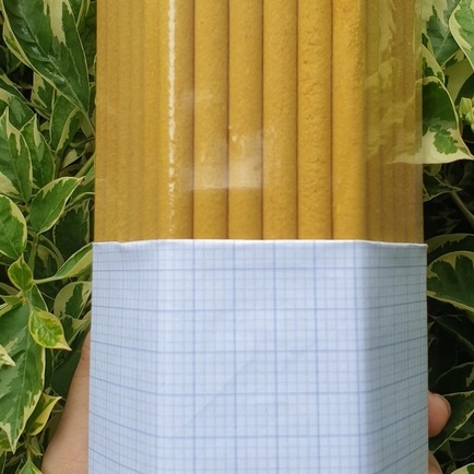Nhang Đũa  thường, không mùi, dài 50cm-60cm
