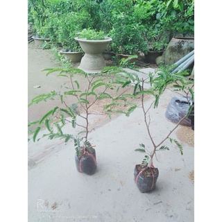 cây me thái bịch 9