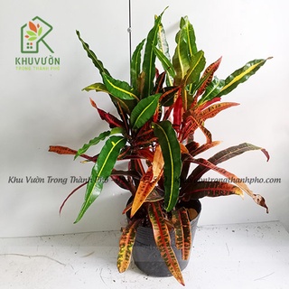 Cây da quy, cây cô tòng đuôi lươn