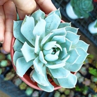 Size trung sen ngọc trinh