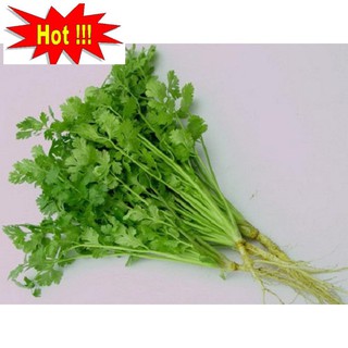 Hạt giống ngò rí (rau mùi) 20g