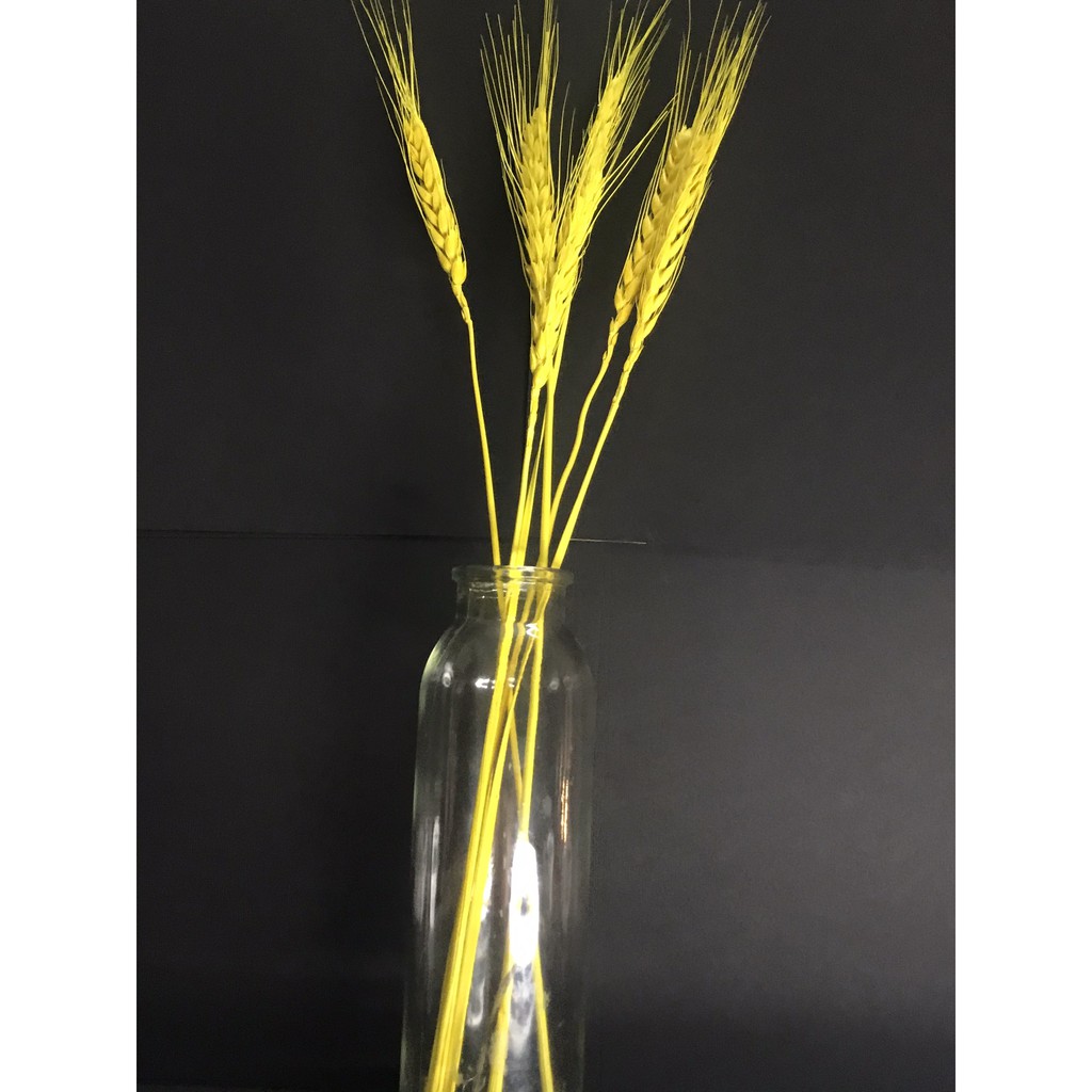 5 hoa lúa mạch khô màu vàng❤️FREESHIP❤️ Hoa Lúa mạch khô ITALY retro vinatge, trang trí cưới