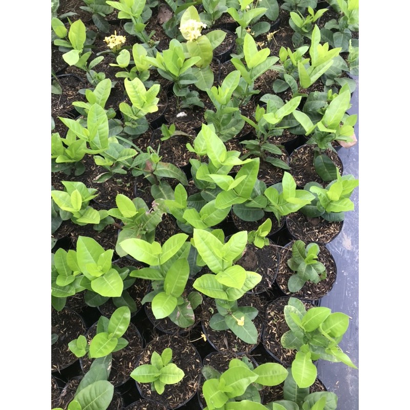 Bông trang  vàng pháp giống