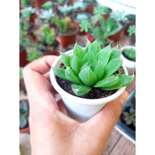 sen đá dạ quang lá dài