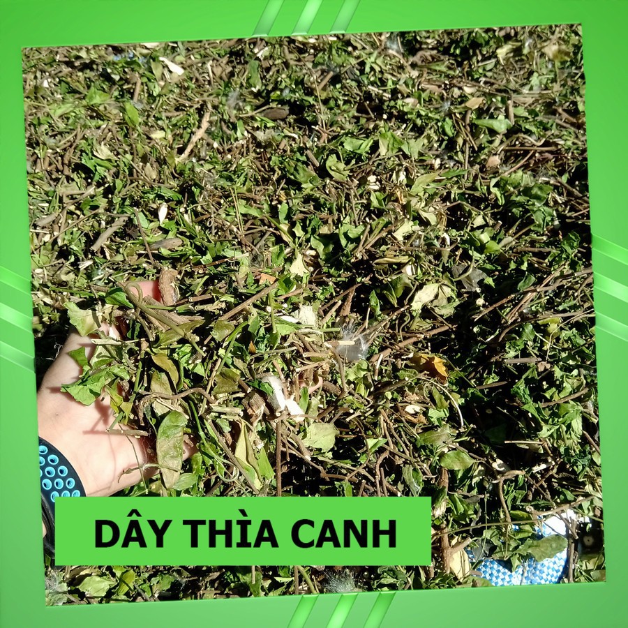 Cây Dây Thìa Canh 💖FREESHIP💖 Giảm Ngay 20K Khi Nhập [DUOCL20K] Thảo Dược Tây Bắc