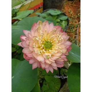Củ sen Nhật cam