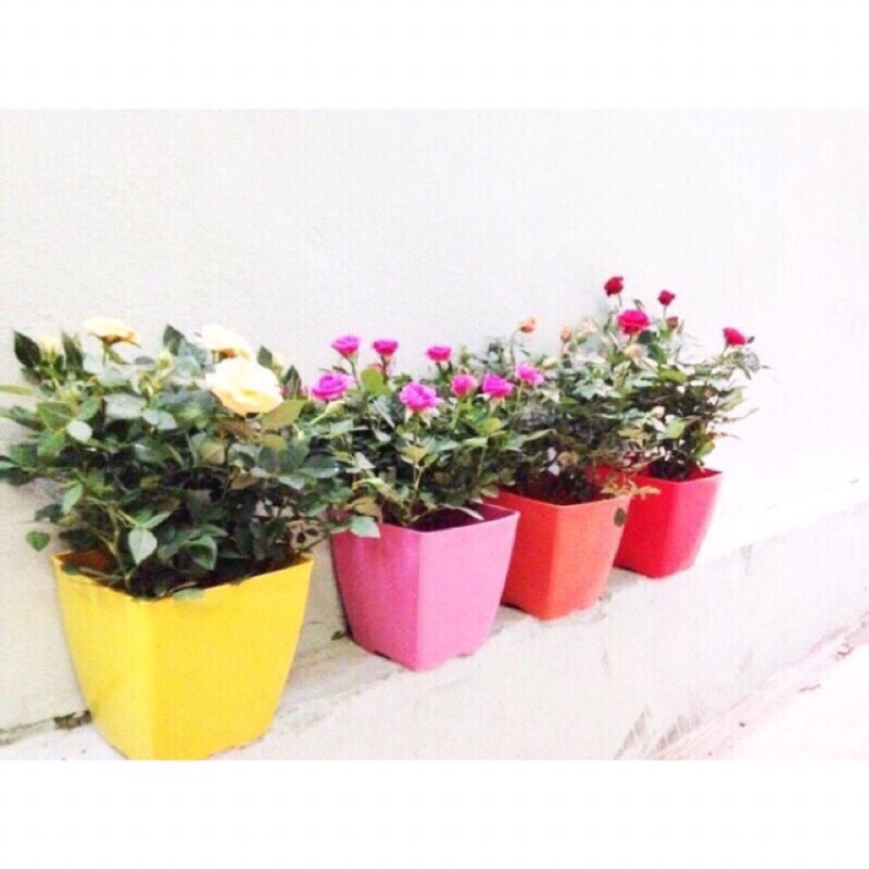 [ 10 chậu ] Chậu nhựa vuông V9 nhiều mau kt 9x9cm - Chậu nhựa vuông trồng cây hoa,cây cảnh bóng đẹp