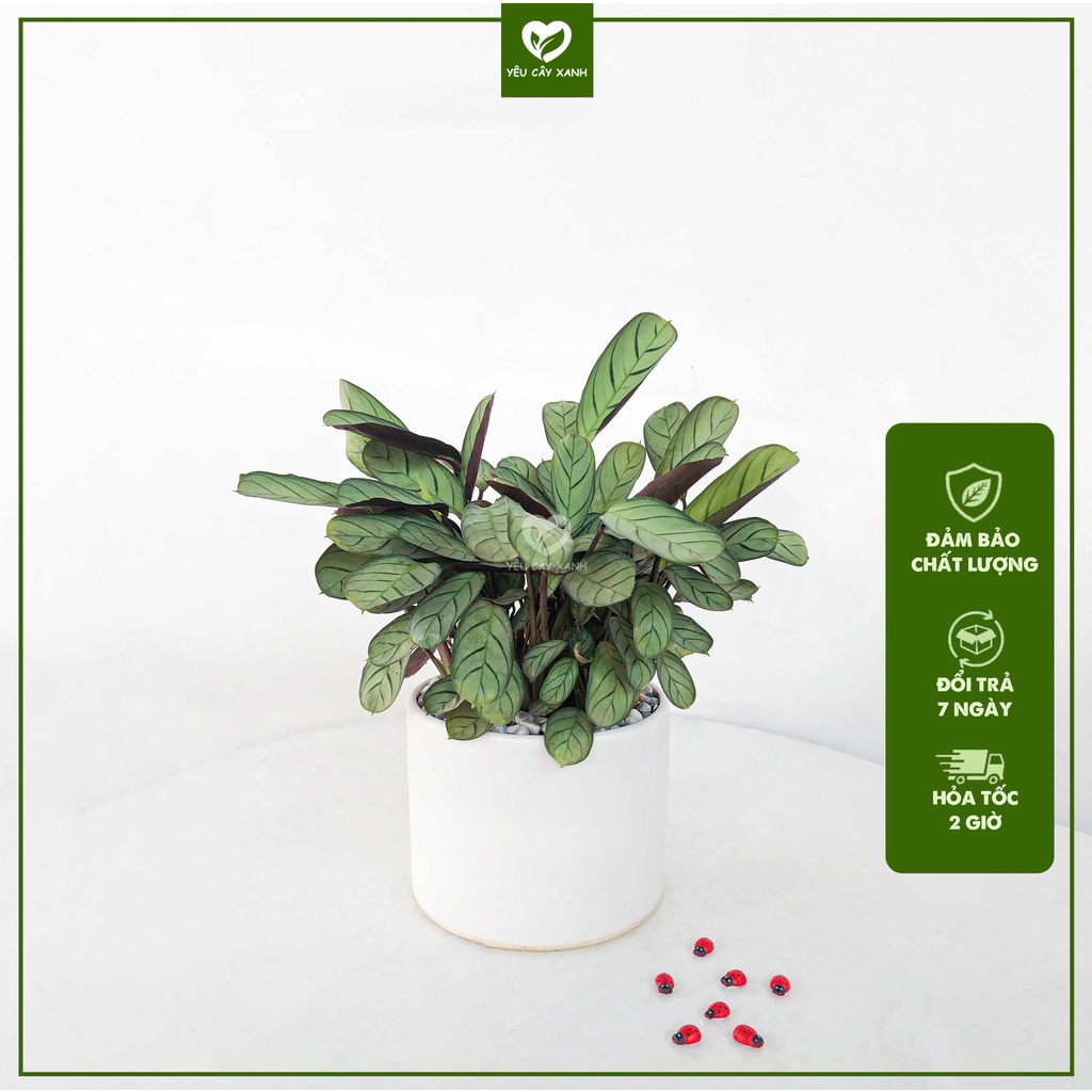 Cây Đuôi Công Xương Cá để bàn - Calathea Burle Marxii
