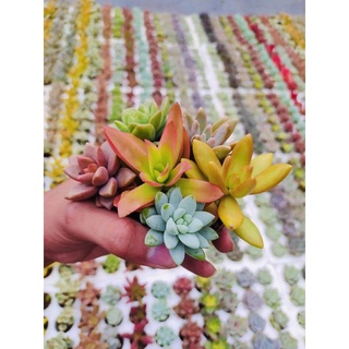 hạt giống sen đá mix đủ loại 30 hạt