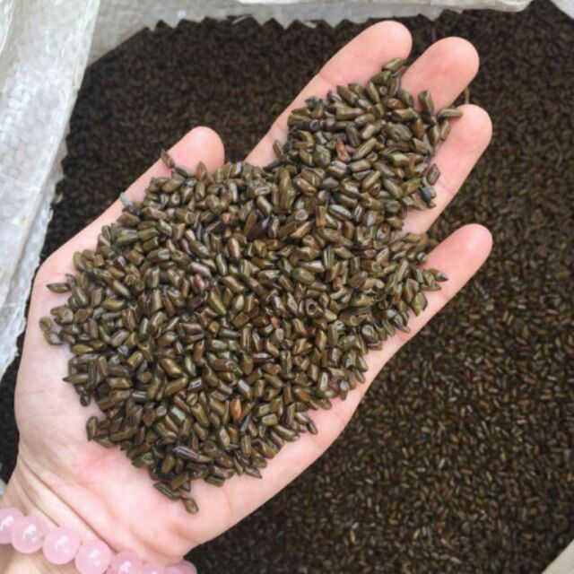 Hạt muồng muồng