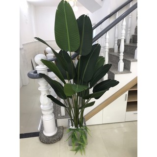 Cây chuối giả 2m