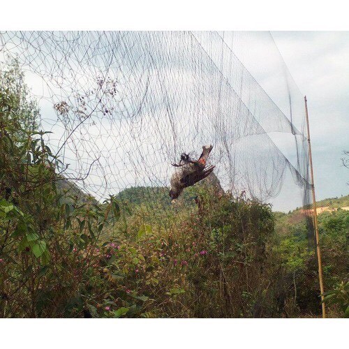 Sỉ 15m lưới bẫy chim, lưới tàng hình bẫy chim khuyên sẻ gi cu gáy chào mào. Lưới bắt chim. Lưới chim thái lan