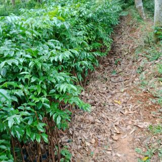 Cây gỗ lim xanh giống