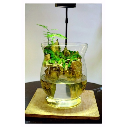 Kim thủy tùng set hồ bán cạn trồng chậu để bàn