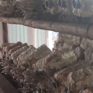 Phôi nấm sò xám Thái
