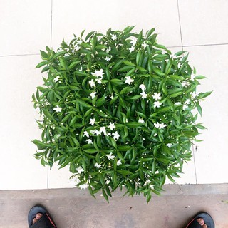 BẦU CÂY GIỐNG MAI VẠN PHÚC( CÂY MAI TIỂU THƯ)