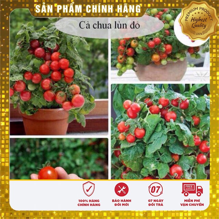 Hạt Giống Cà Chua Bonsai Đỏ LUCKY SEEDS (30 hạt)