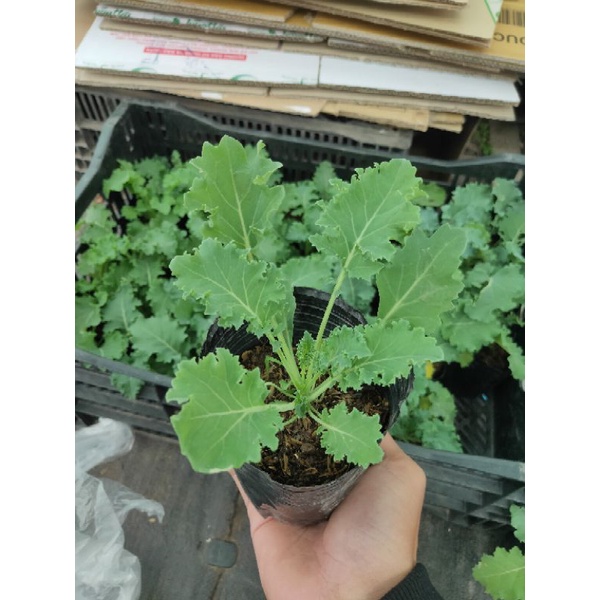 Cây cải kale xanh xoăn, giàu dinh dưỡng