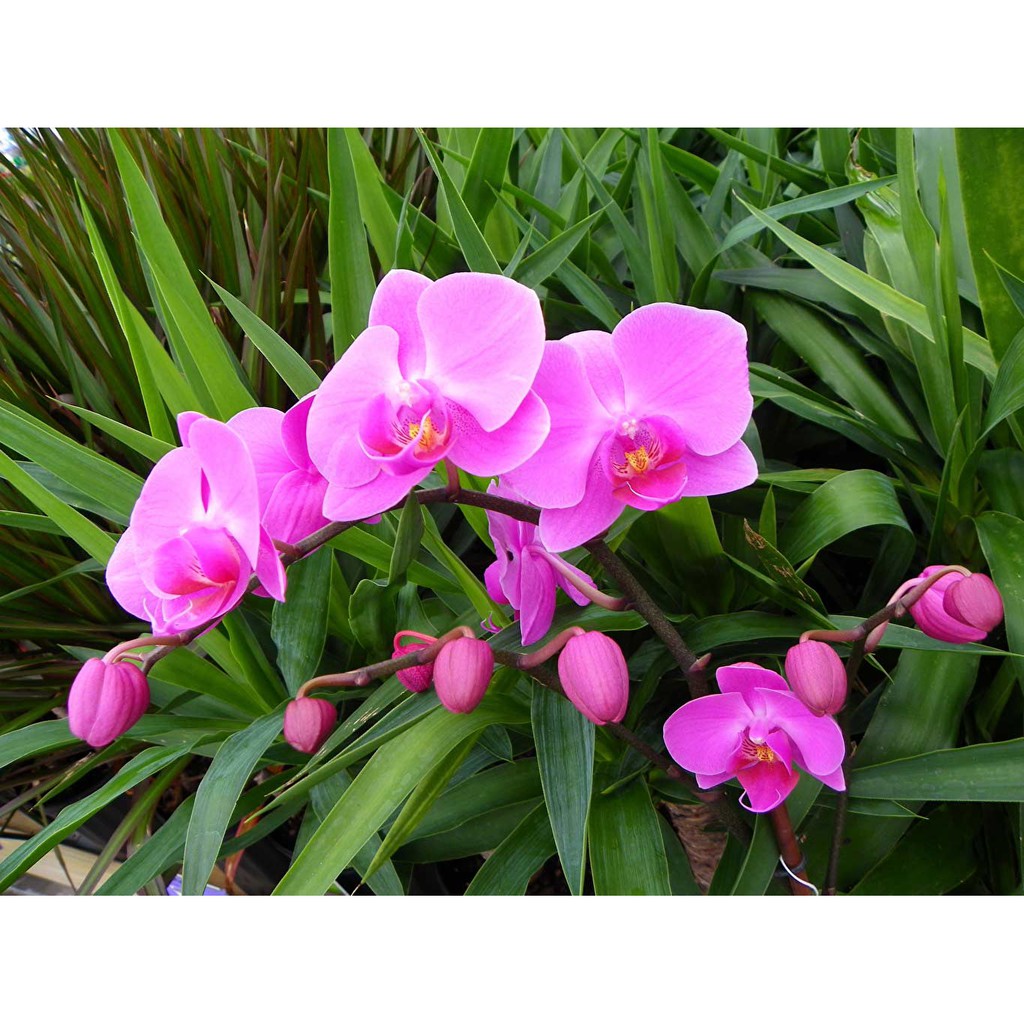 Bộ 2 chai phân bón Thần Kỳ 2 kích ra hoa cực mạnh 6-30-30 + phân bón Richito hoa lớn ,màu đẹp, lâu héo