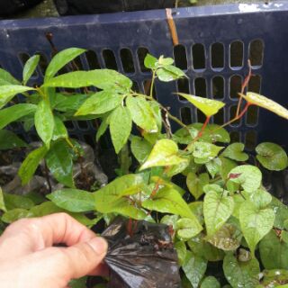 Cây giống hoa Tigon
