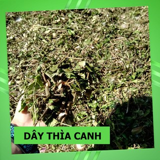 Dây Thìa Canh Rừng 💚FREESHIP💚 Dây Thìa Canh Hòa Bình