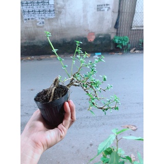 Sam Hương Bonsai