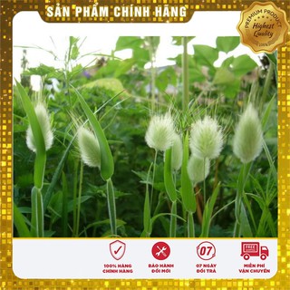 COMBO HẠT GIỐNG SIÊU TIẾT KIỆM LUCKY