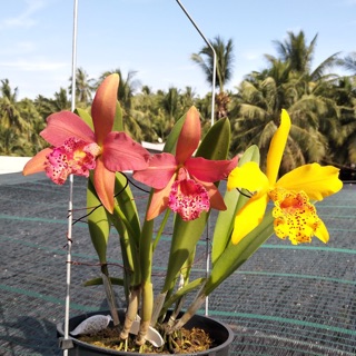 Hoa lan catt Đài Copper Queen chậu phi 12 cây trưởng thành
