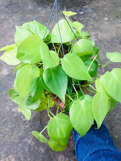 TRẦU BÀ TIM VÀNG GÁO DỪA