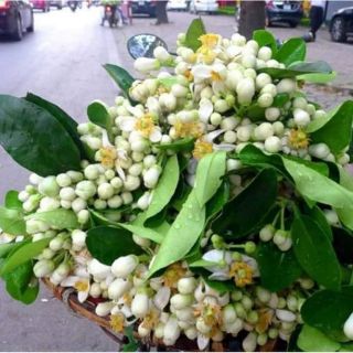 NƯỚC CẤT HOA BƯỞI POMELY 100ml